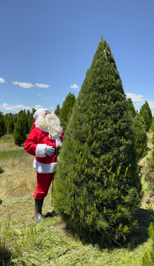 9ft Christmas Tree Premium