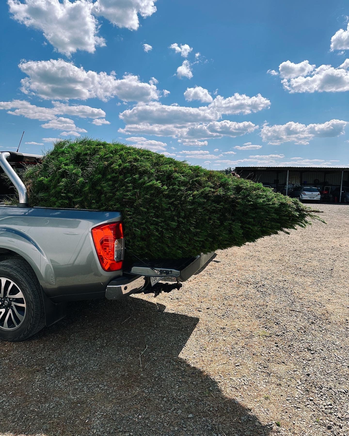 Buy Real Christmas Trees Online Victoria Christmas Tree Farm VICTORIA CHRISTMAS TREE FARM