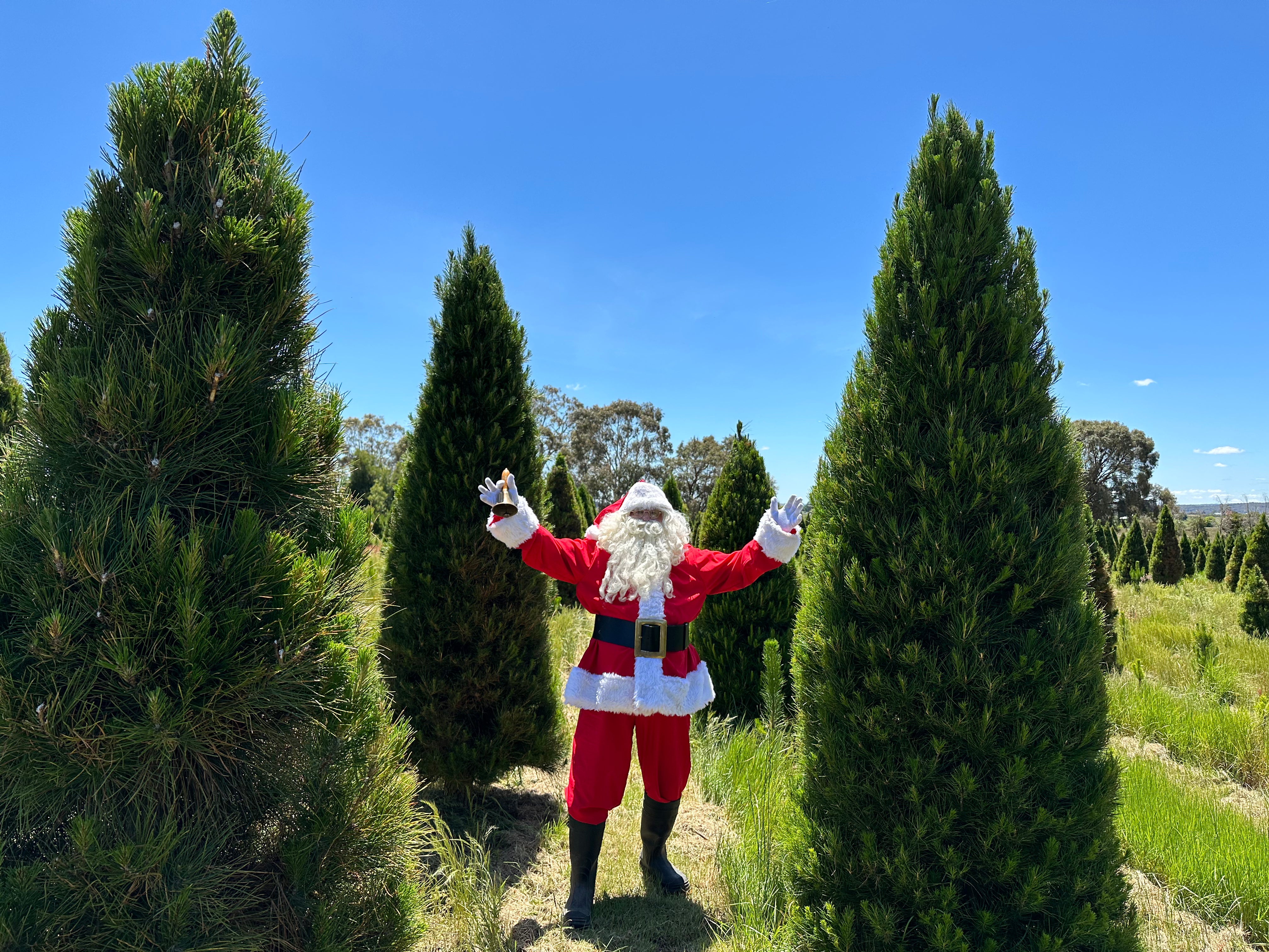 Buy Real Christmas Trees Online Victoria Christmas Tree Farm   IMG 1199.heic