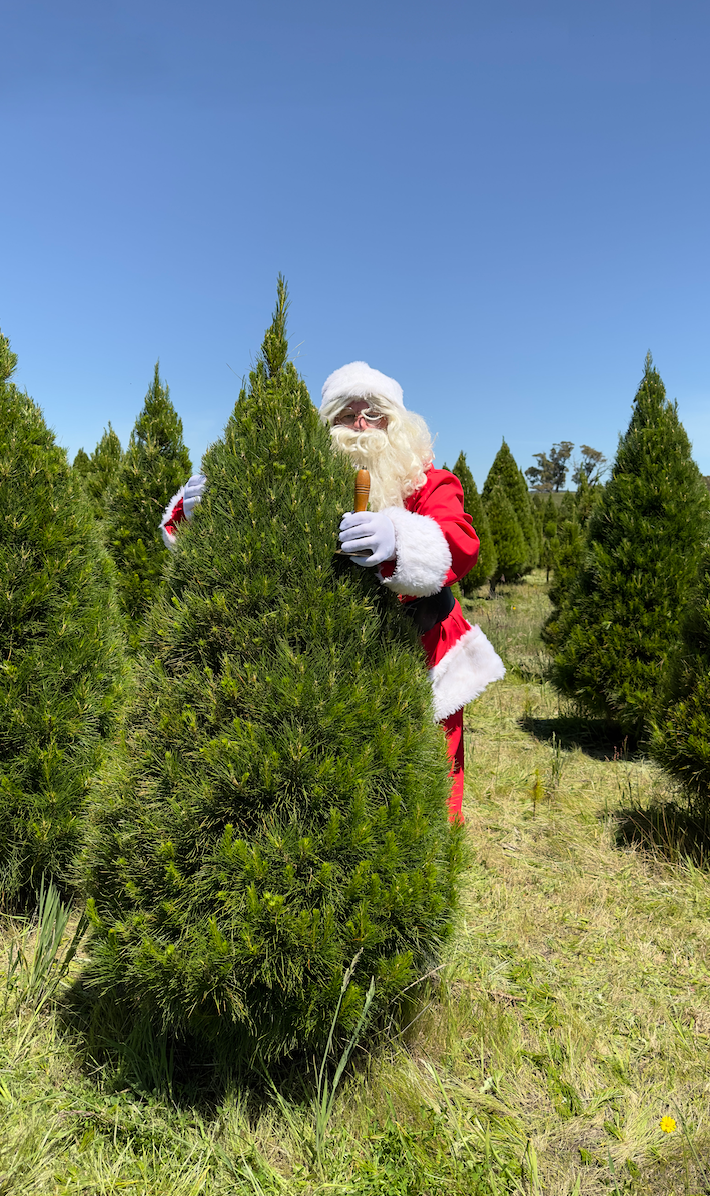 6ft Christmas Tree Premium